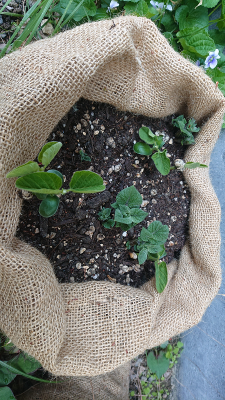 麻袋に植えたじゃがいも