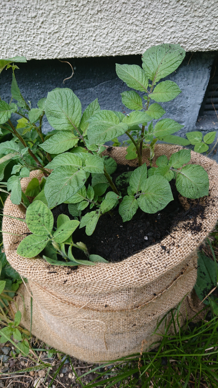 麻袋に植えたじゃがいも等